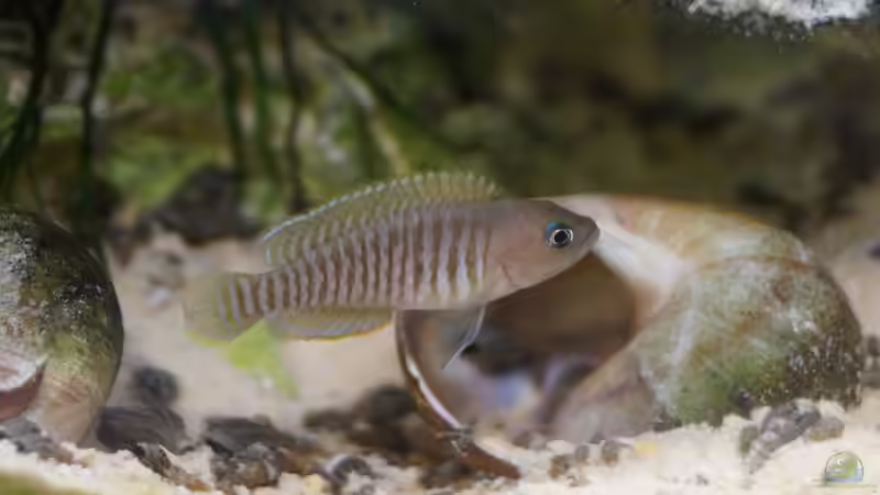 Männchen von Raphi (16)