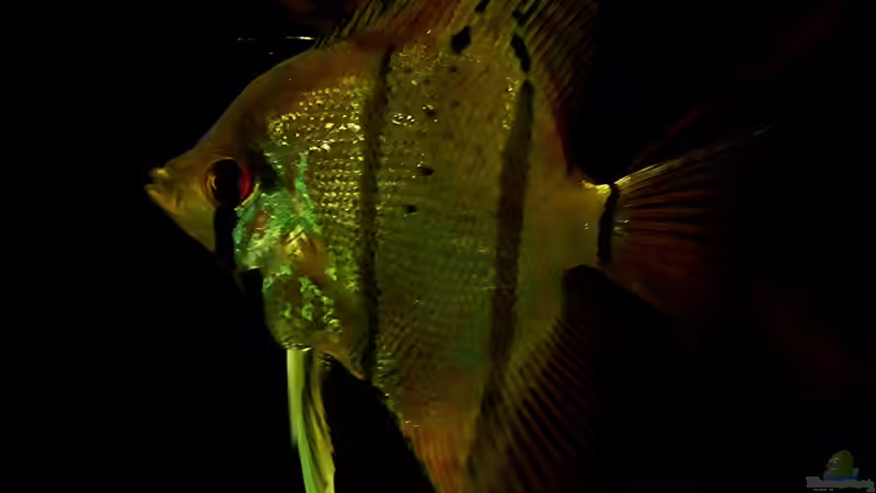 Männchen von Sebastian Müller (44)