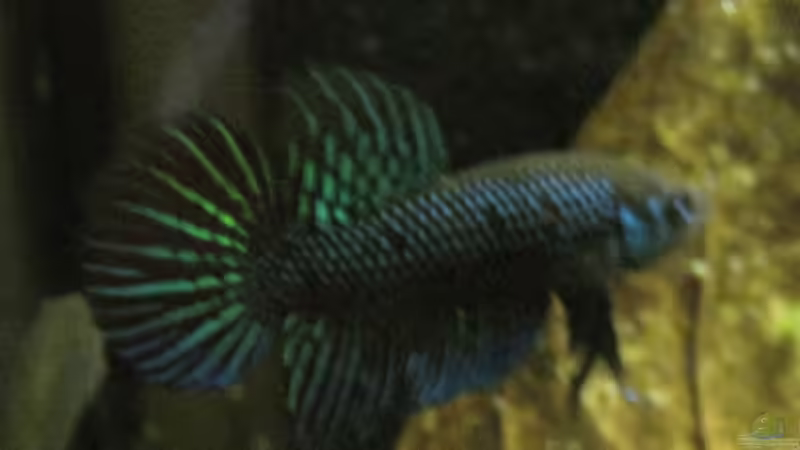 Männchen von spree (2)