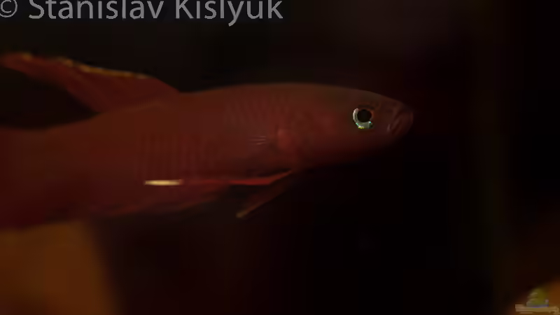 Männchen von Stanislav Kislyuk (5)