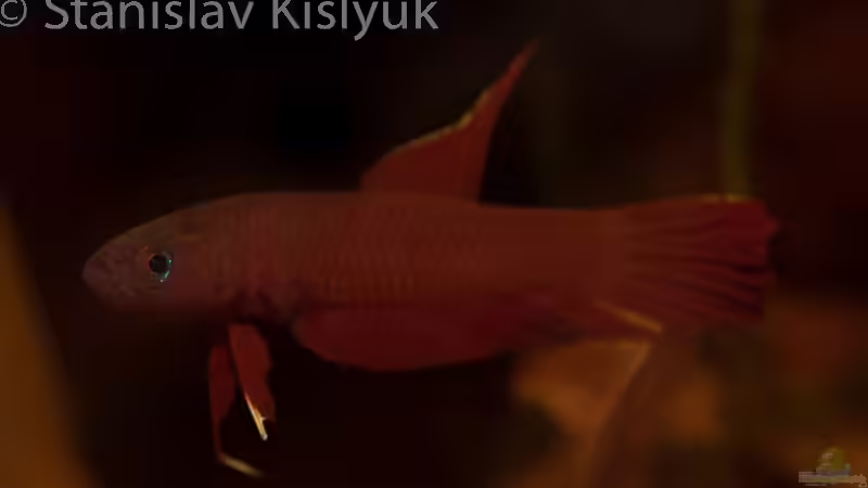 Männchen von Stanislav Kislyuk (6)