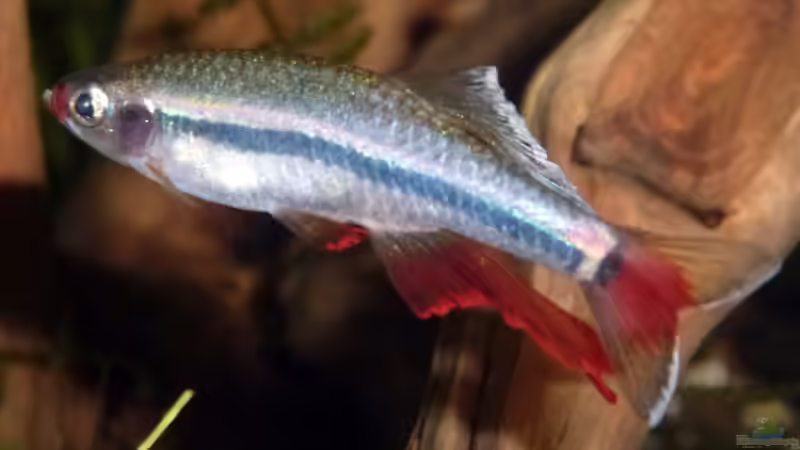 Männchen von Summse (21)