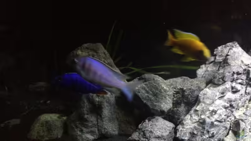 Männer unter sich von der Steirer (17)