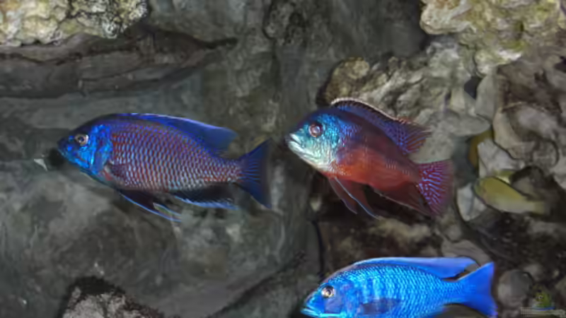 Männergesellschaft 05.2007 von Stephan Ascher (9)