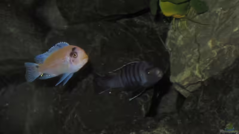 Männergespräch von bossie1704 (88)