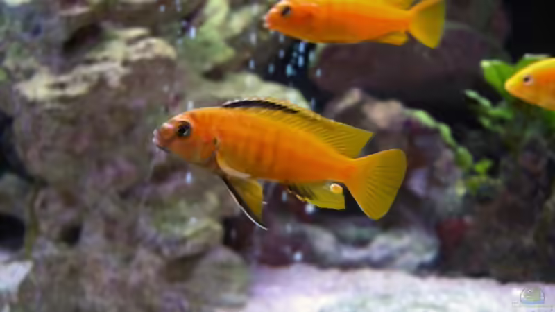 männerrunde (vorne johanni , hinten saulosi) von maggo 28 (32)