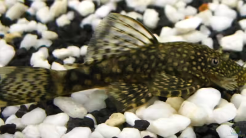 männl. brauner Antennenwels von DanBri (27)