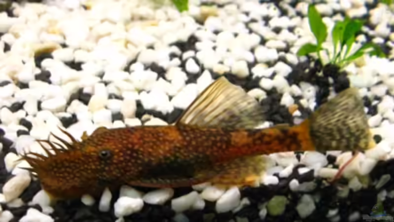 männl. roter Antennenwels von DanBri (25)