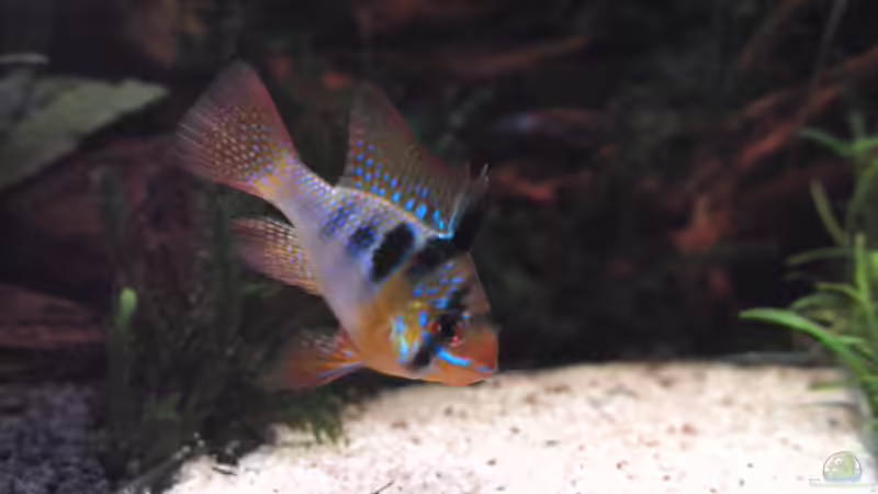 Männlich von Ingeborg Bohry (21)