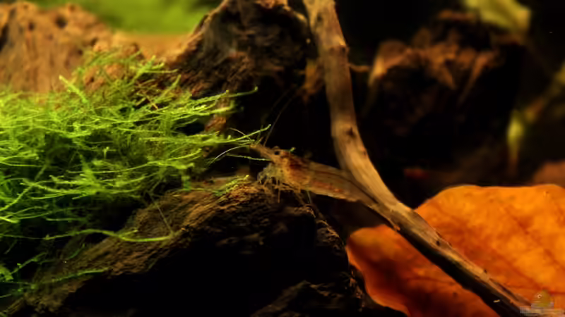 männliche Amanogarnele von Annika (49)