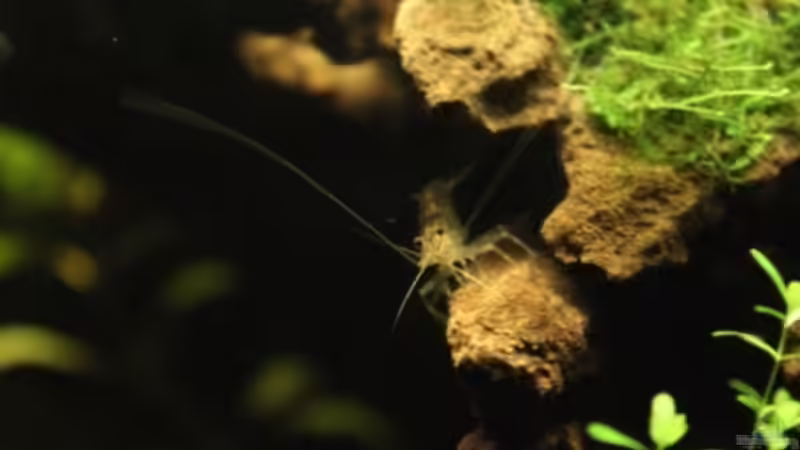 männliche Amanogarnele von Annika (62)