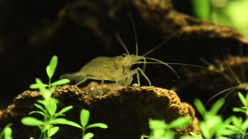 männliche Amanogarnele von Annika (63)