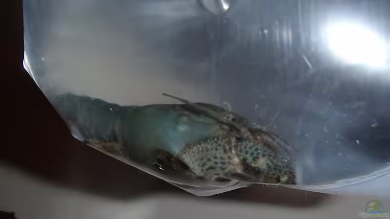 Aquarien mit Atya gabonensis (Monsterfächergarnele)