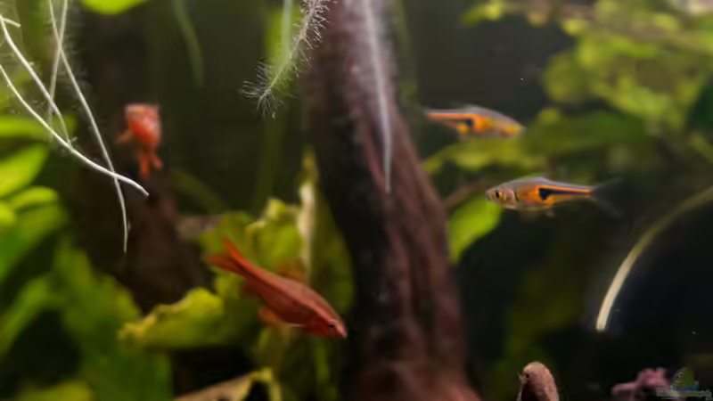 Männliche Bitterlingsbarbe mit T. espei von jkrt (5)