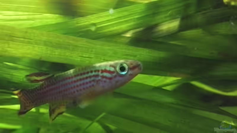 Männlicher Aphyosemion striatum von Patrick Scheffer (17)