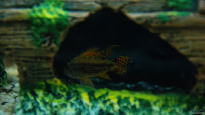 Männlicher Barsch von Jannn (9)