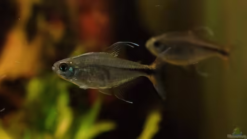 männlicher Hyphessobrycon filamentosus von Philip (57)