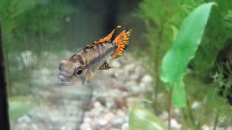 männlicher Kakaduzwergbuntbarsch von paule (2)