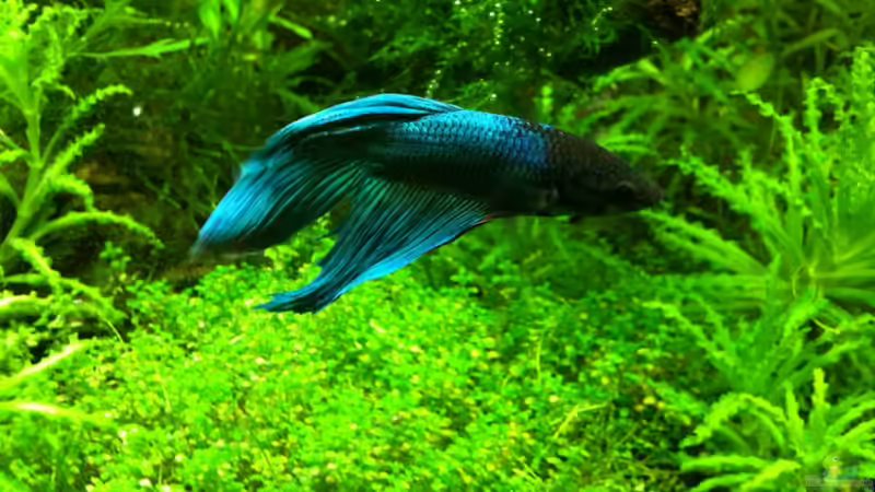 männlicher kampffisch ´beta splendens´ von Tonistyle69 (7)