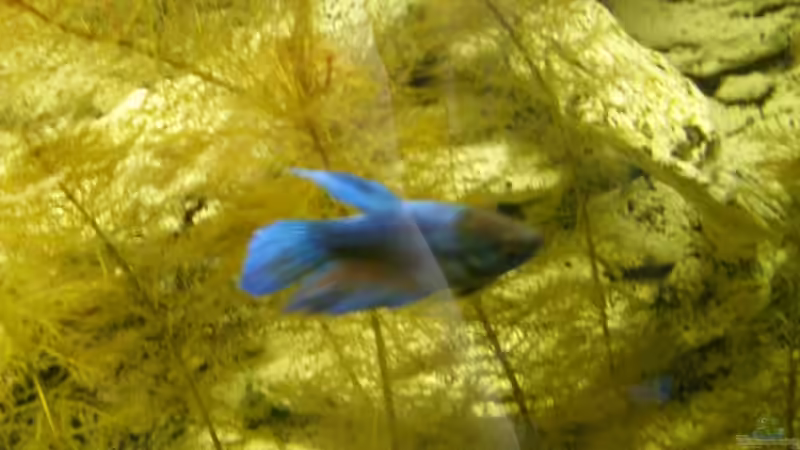 männlicher Kampffisch von RedDragon (7)