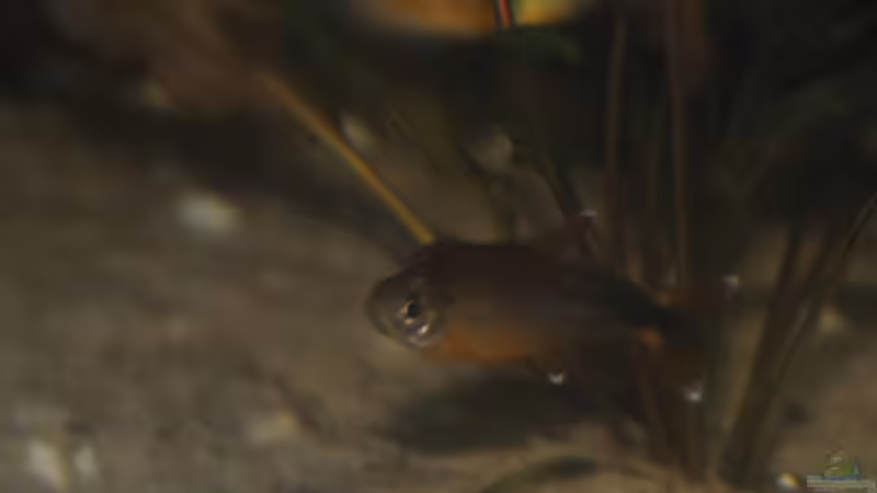 Männlicher Kupfersalmler (Hasemania nana) von Patrick Scheffer (29)