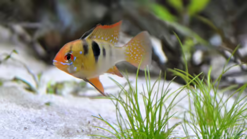 männlicher Schmetterlingsbundbarsch von Chris64 (21)