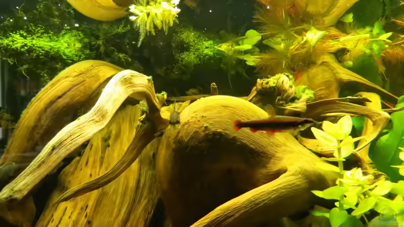 männlicher Ziersalmler von Jan S. (42)