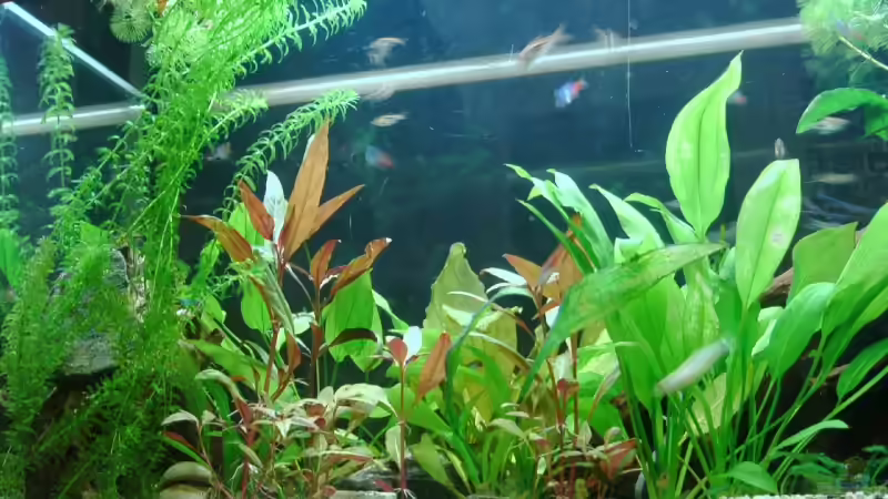 März  2008 von Zwanni (18)