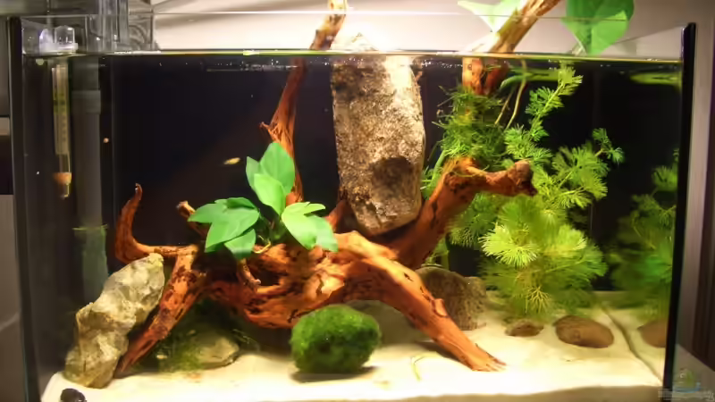 März 07 von Nadine Euringer (2)