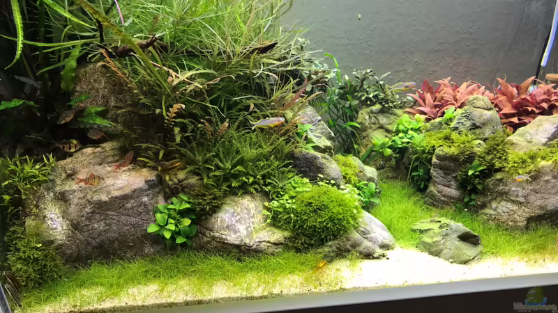 März `20 von Der Nicky (23)