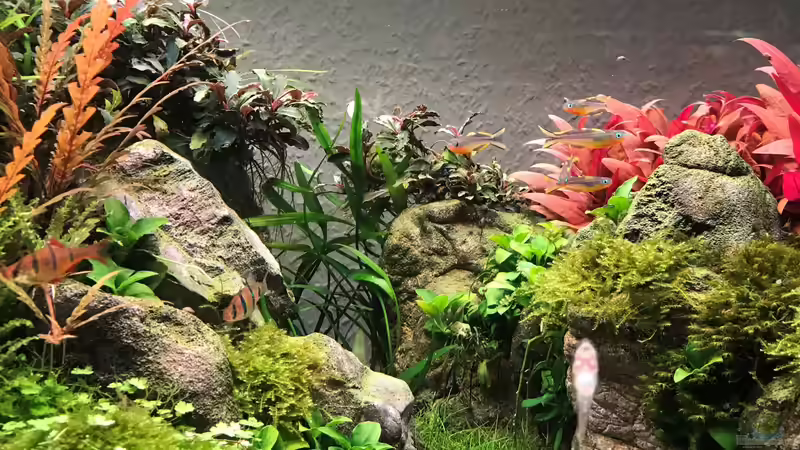 März `20 von Der Nicky (40)