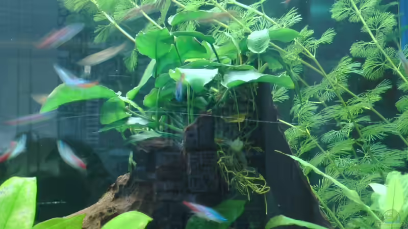 März 2008 mit Kabelbinder Befestigt von Zwanni (20)