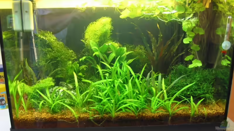 März 2008 von Insulaner (8)