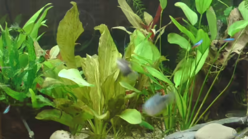 März 2008 von Zwanni (17)