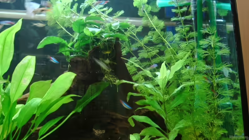 März 2008 von Zwanni (19)