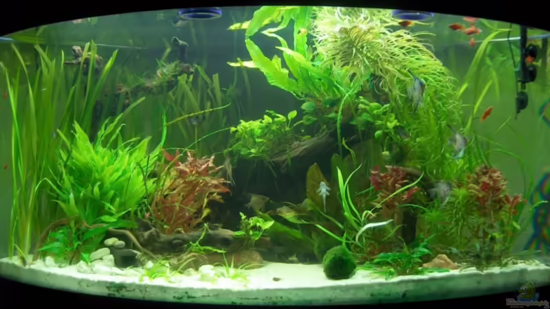 März 2009 von Der Siems (13)