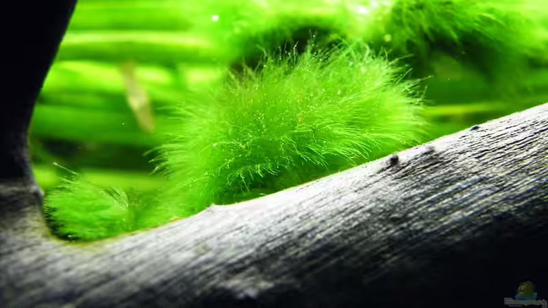 März 2010 - Alge - aber wunderschön von bergfrau (15)