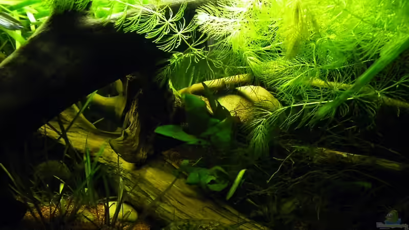 März 2010 - Alles möglichst Natur-Nah von bergfrau (18)