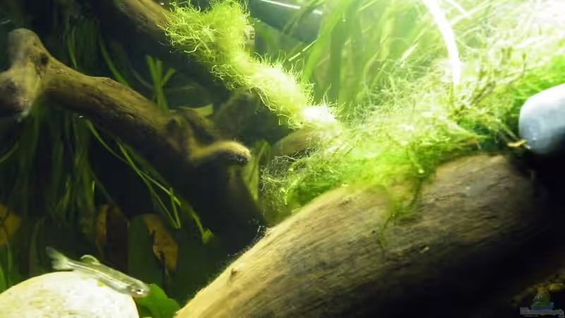 März 2010 - Filter und Heizstab fast unsichtbar hinten links von bergfrau (23)