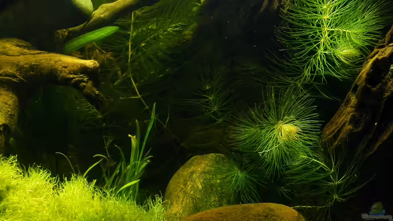 März 2010 - Moos, Wasserkelch, Neuseelandgras und Hornblatt, dahinter Valisnerien von bergfrau (12)