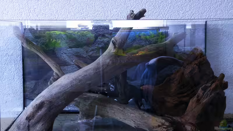 März 2010 - Probeliegen der Wurzeln von bergfrau (2)