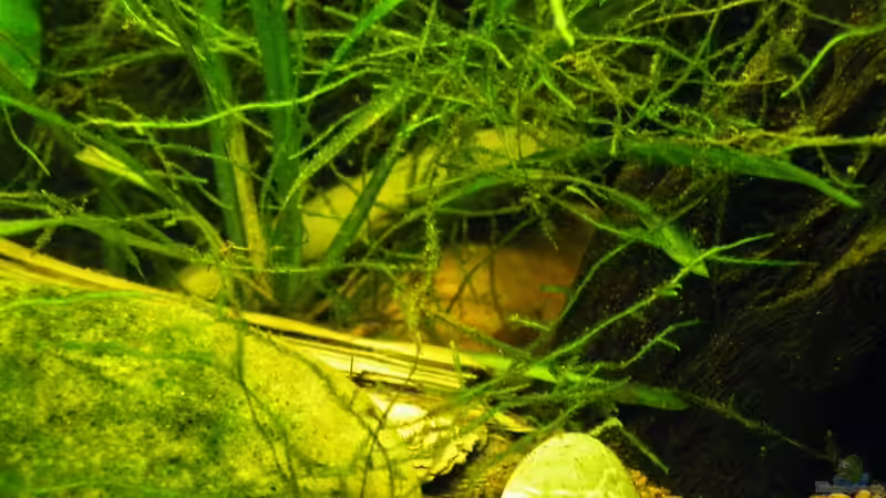 März 2010 - überalle kleine und größere Verstecke mit Wurzeln und Steinen von bergfrau (19)