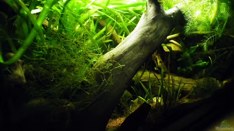 März 2010 - Vallisnerien mit Javamoos und Wasserkelch von bergfrau (14)