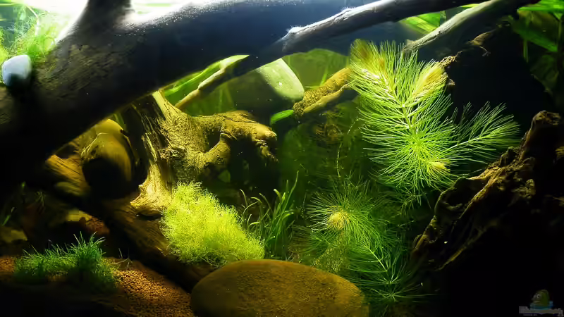 März 2010 - Wurzelwerk mit ein paar Pflanzen von bergfrau (16)