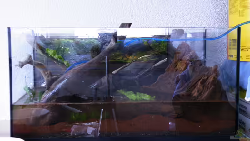 März 2010 - Zwernadelsinmse, Wasserkelch und kleine Vallisnerien dazu von bergfrau (4)