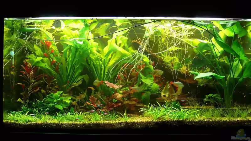 März 2011 von Die kleine Meerjungfrau (21)