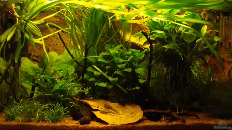 März 2011 von Jumi (4)