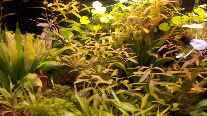 März 2012 von SleazeRocker (10)