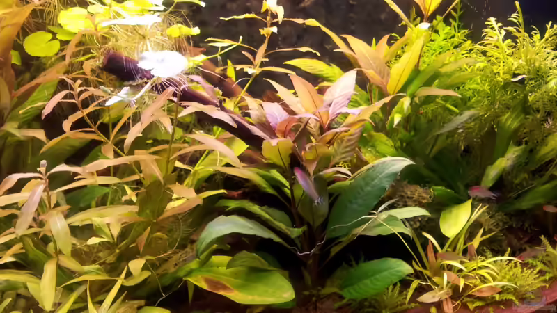 März 2012 von SleazeRocker (12)