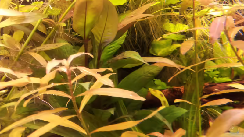 März 2012 von SleazeRocker (14)